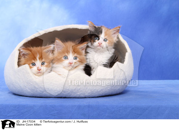 Maine Coon Ktzchen / Maine Coon kitten / JH-17034