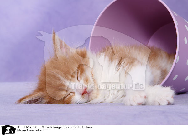 Maine Coon Ktzchen / Maine Coon kitten / JH-17066