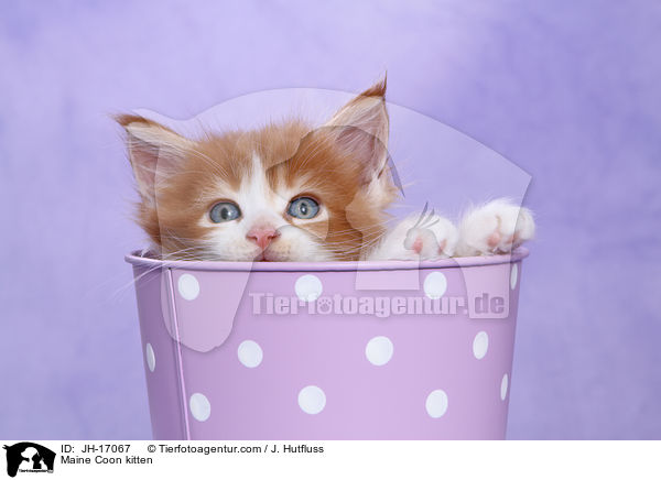 Maine Coon Ktzchen / Maine Coon kitten / JH-17067