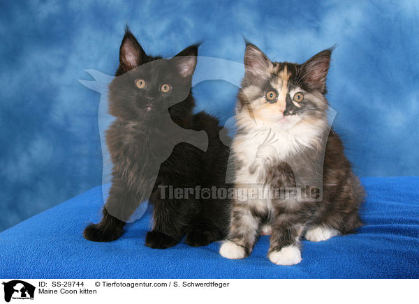 Maine Coon kitten / SS-29744