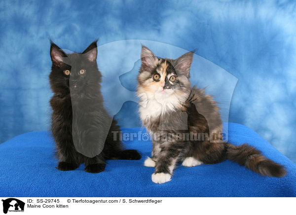 Maine Coon kitten / SS-29745
