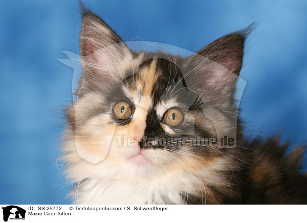 Maine Coon Ktzchen / Maine Coon kitten / SS-29772