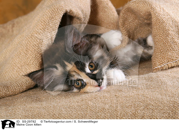 Maine Coon Ktzchen / Maine Coon kitten / SS-29782
