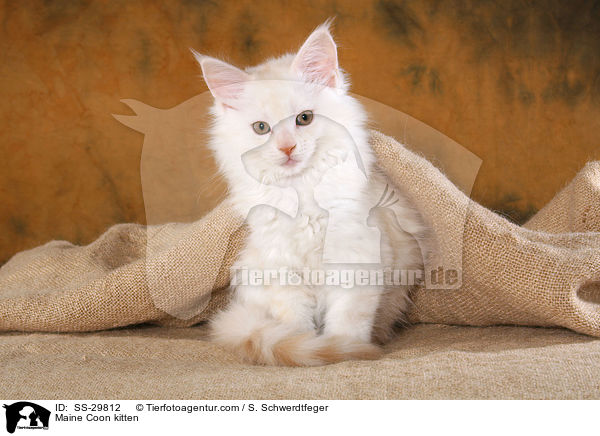 Maine Coon Ktzchen / Maine Coon kitten / SS-29812