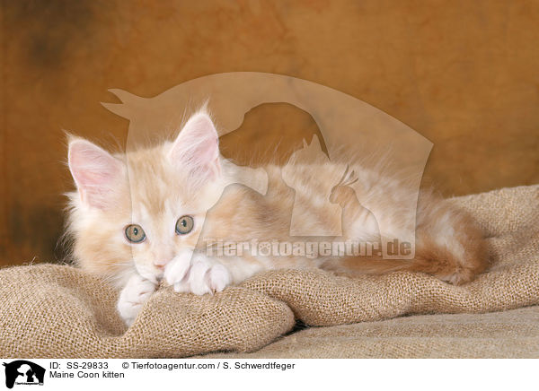 Maine Coon Ktzchen / Maine Coon kitten / SS-29833