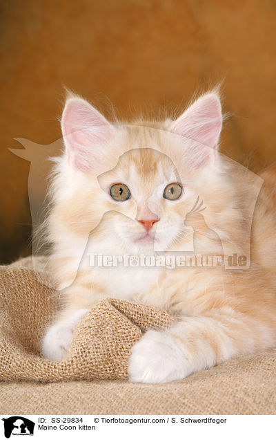 Maine Coon Ktzchen / Maine Coon kitten / SS-29834