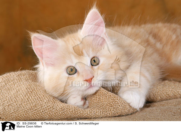 Maine Coon Ktzchen / Maine Coon kitten / SS-29836