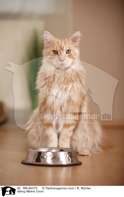 sitting Maine Coon / RR-48370