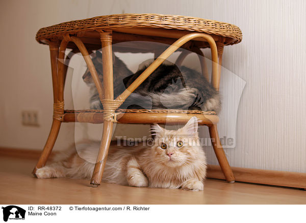 Maine Coon / Maine Coon / RR-48372