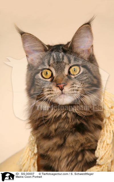 Maine Coon Portrait / Maine Coon Portrait / SS-30007