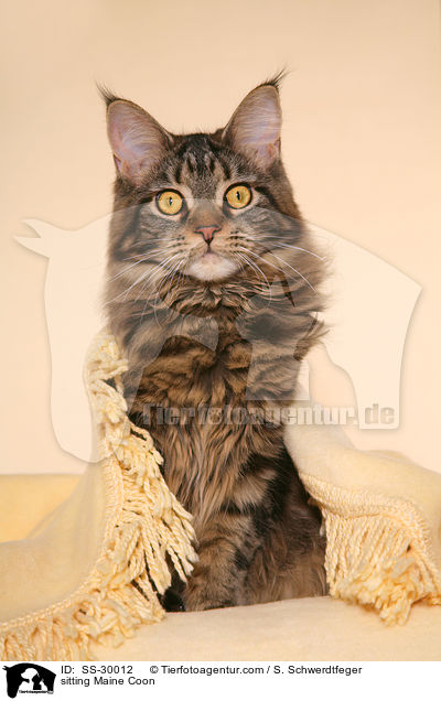 sitzende Maine Coon / sitting Maine Coon / SS-30012