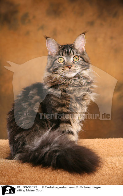 sitting Maine Coon / SS-30023
