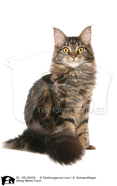 sitting Maine Coon / SS-30030