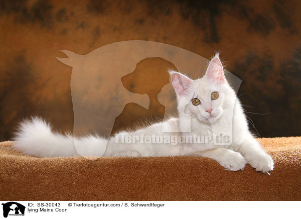 liegende Maine Coon / lying Maine Coon / SS-30043