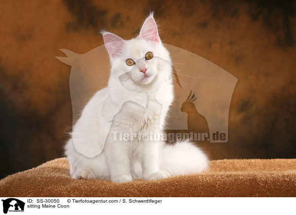 sitzende Maine Coon / sitting Maine Coon / SS-30050