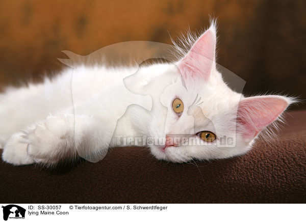 liegende Maine Coon / lying Maine Coon / SS-30057