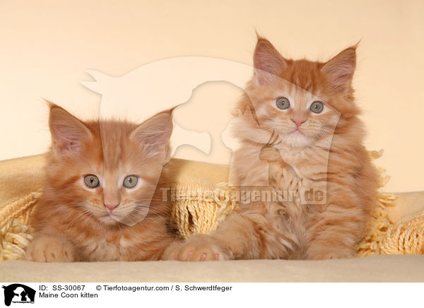 Maine Coon Ktzchen / Maine Coon kitten / SS-30067