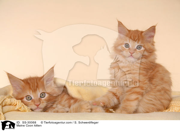 Maine Coon Ktzchen / Maine Coon kitten / SS-30068