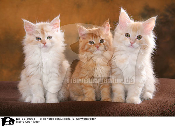 Maine Coon Ktzchen / Maine Coon kitten / SS-30071