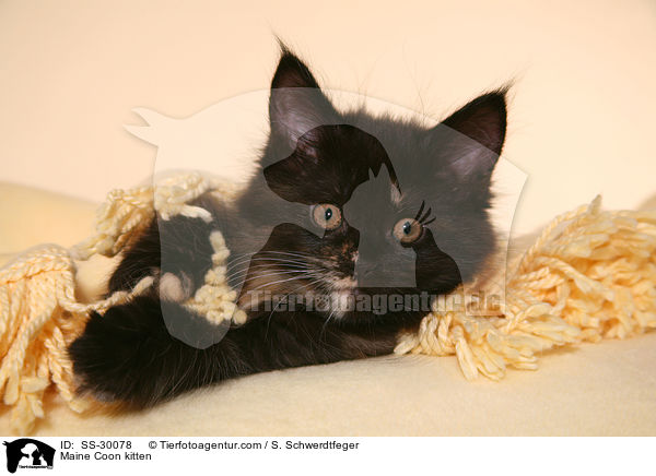 Maine Coon Ktzchen / Maine Coon kitten / SS-30078