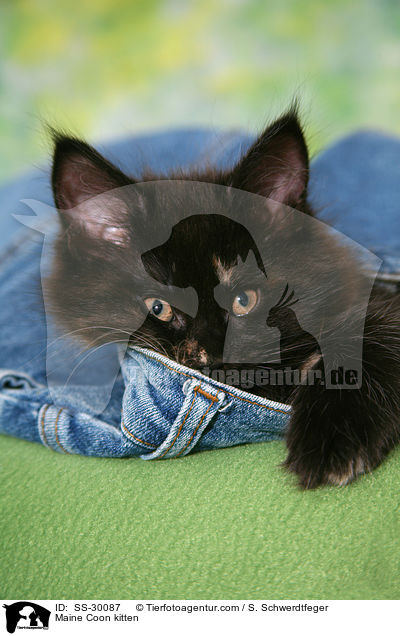 Maine Coon Ktzchen / Maine Coon kitten / SS-30087