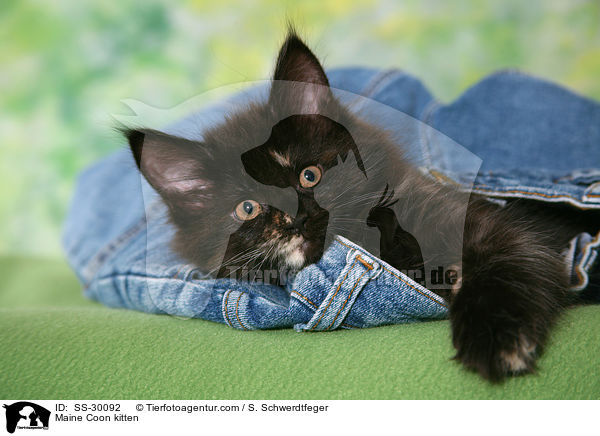 Maine Coon Ktzchen / Maine Coon kitten / SS-30092