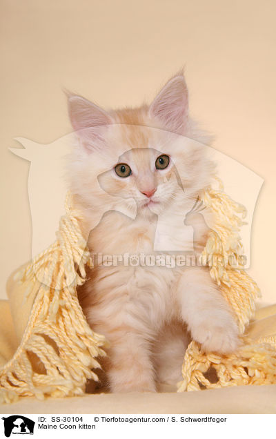 Maine Coon Ktzchen / Maine Coon kitten / SS-30104