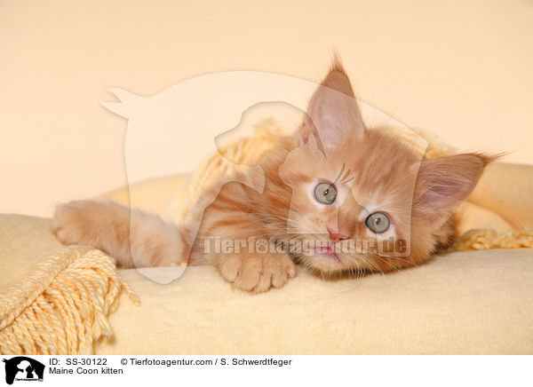 Maine Coon Ktzchen / Maine Coon kitten / SS-30122