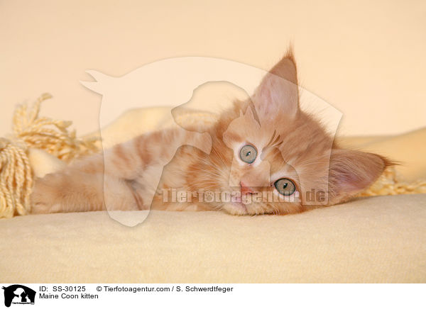 Maine Coon Ktzchen / Maine Coon kitten / SS-30125