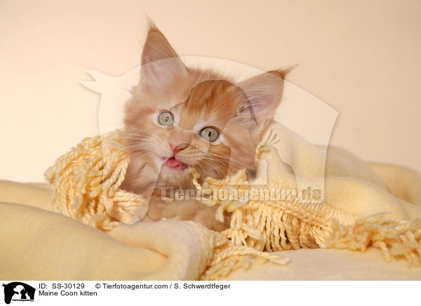 Maine Coon Ktzchen / Maine Coon kitten / SS-30129