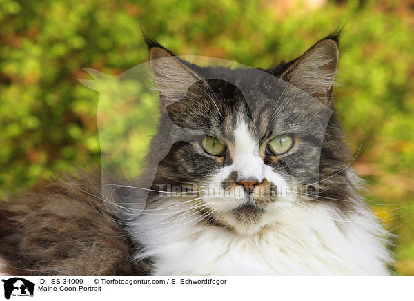 Maine Coon Portrait / SS-34009