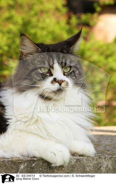 liegende Maine Coon / lying Maine Coon / SS-34014