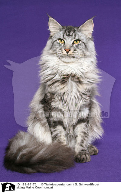 sitting Maine Coon tomcat / SS-35176