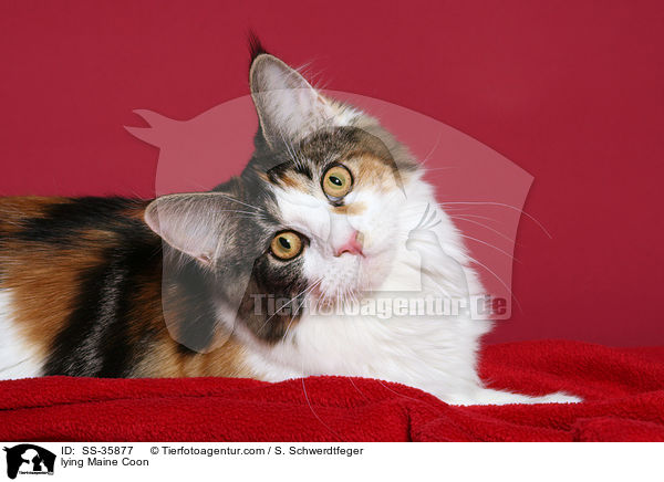 liegende Maine Coon / lying Maine Coon / SS-35877