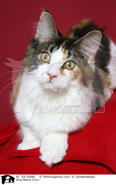 liegende Maine Coon / lying Maine Coon / SS-35880