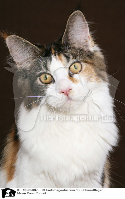 Maine Coon Portrait / Maine Coon Portrait / SS-35887