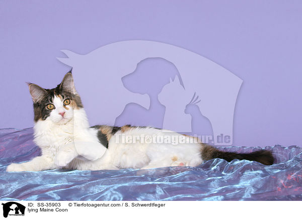 liegende Maine Coon / lying Maine Coon / SS-35903