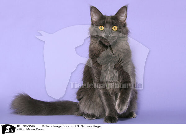 sitting Maine Coon / SS-35926