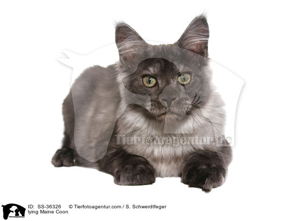 lying Maine Coon / SS-36326