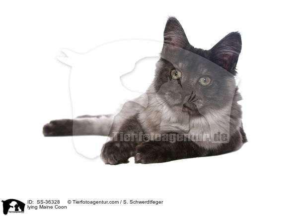 lying Maine Coon / SS-36328