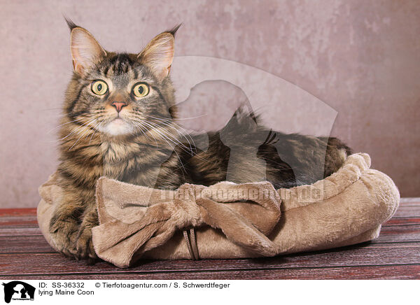 lying Maine Coon / SS-36332