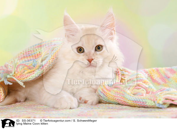 liegendes Maine Coon Ktzchen / lying Maine Coon kitten / SS-36371