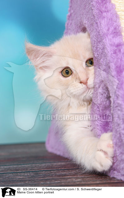 Maine Coon Ktzchen Portrait / Maine Coon kitten portrait / SS-36414