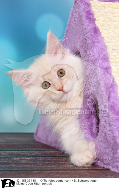 Maine Coon Ktzchen Portrait / Maine Coon kitten portrait / SS-36418