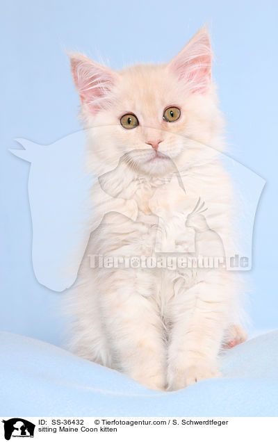 sitzendes Maine Coon Ktzchen / sitting Maine Coon kitten / SS-36432