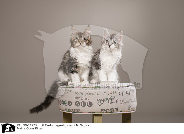 Maine Coon Ktzchen / Maine Coon Kitten / NN-11975