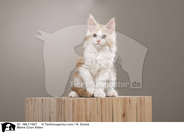 Maine Coon Ktzchen / Maine Coon Kitten / NN-11997