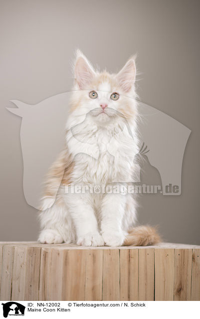 Maine Coon Ktzchen / Maine Coon Kitten / NN-12002