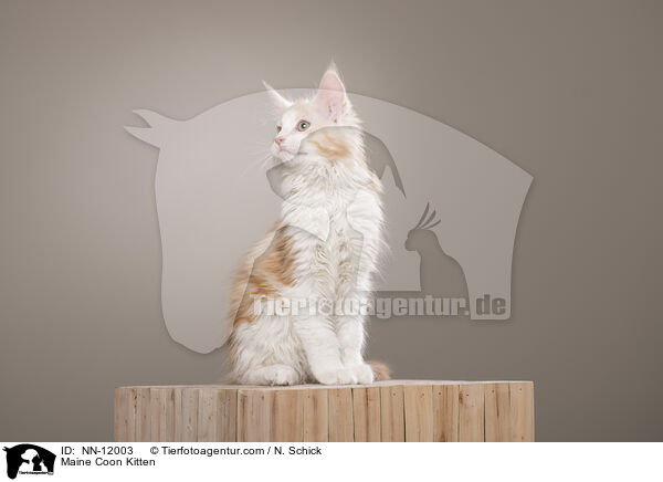 Maine Coon Ktzchen / Maine Coon Kitten / NN-12003