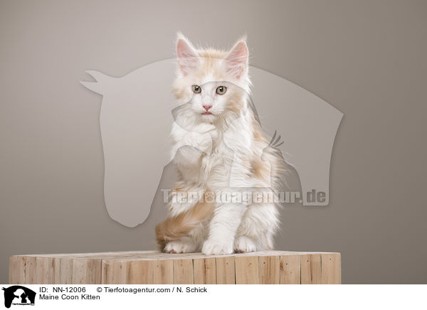 Maine Coon Ktzchen / Maine Coon Kitten / NN-12006